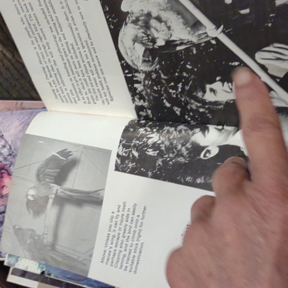 Taming and training Macaws birds by risa teitler - Picture 8 of 12